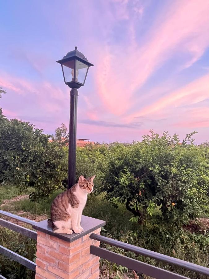 La Pomelia B&B Sofia ทรัปปิเตลโล ภายนอก รูปภาพ